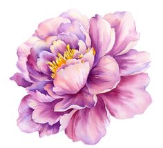 a watercolor painting of a pink peony flower on a white background with clippings