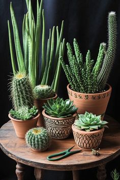 several different types of cactus in pots on a table