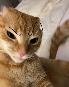 an orange cat laying on top of a bed next to a white pillow with black lines drawn across it's eyes