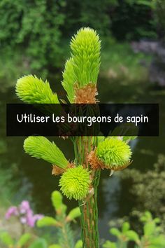 an image of a plant with the words utililiser les bourgons de sapin