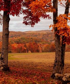 two trees with fall foliage in the background