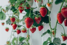 Strawberry plant on the wall stock image Strawberry Plant, Image Wall, Strawberry Plants, Plant Wall, Plants, Wall