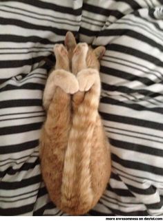 an orange cat laying on top of a bed covered in black and white striped sheets