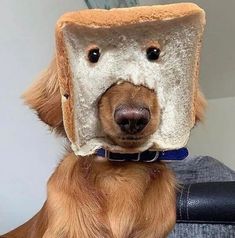 a dog wearing a toaster on its head