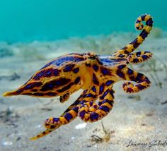 an orange and blue octopus swimming in the ocean