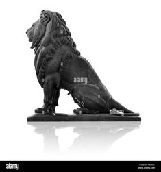 a black and white photo of a statue of a lion on a white background - stock image