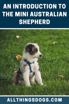 a puppy sitting in the grass with text overlay that reads an instruction to the mini australian shepherd