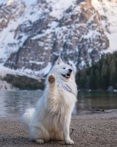 a white dog sitting on top of a sandy beach next to a mountain covered in snow