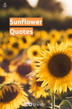 the sunflower quote is in front of a field of sunflowers