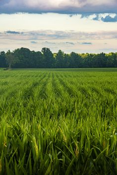 an open field with trees in the background