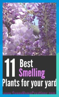 purple flowers with the words 11 best smelling plants for your yard on top of it