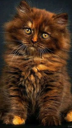 a brown and black cat sitting on top of a table