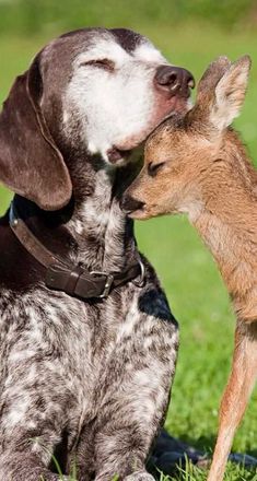 a dog and a deer are kissing in the grass