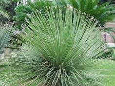 a large green plant sitting in the middle of a lush green field