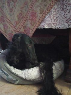 a large black dog laying on top of a bed