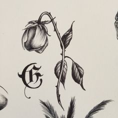 a drawing of a rose with the letter e on it and some other things around it