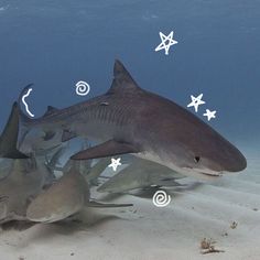 a group of sharks swimming on top of a sandy ocean floor next to starfish