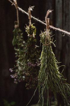 🌿🌾сушка трав☀️witch corner 🌾🌸magic🕯️🌙✨ aesthetics photo 🍁 atmosphere 🌾🍂🌺photo for posts🦋 Green Academia, Growing Lavender, Dried Herbs, Portrait Photos, Magic Aesthetic