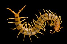 two yellow and black caterpillars on a black background