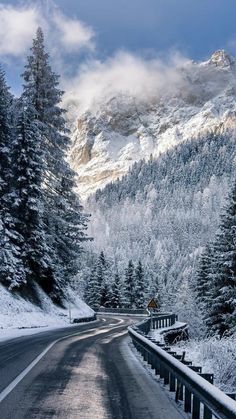 the road is lined with snow covered trees