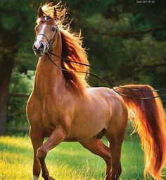 a brown horse with long hair running in the grass