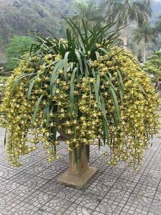 a potted plant with yellow flowers is on the ground in front of some trees