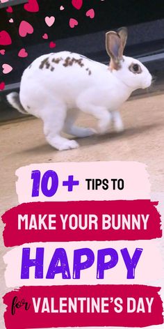 a white rabbit with brown spots on it's face and the words, 10 tips to make your bunny happy for valentine's day