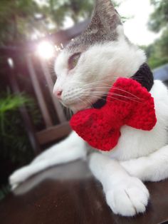 a white and gray cat wearing a red knitted bow tie sitting on top of a wooden table