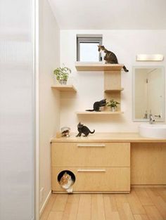 two cats sitting on top of wooden shelves in a bathroom