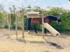 a horse that is standing in the dirt near a fence and some hay on it's back legs