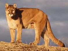 a mountain lion standing on top of a dry grass covered hill with clouds in the background