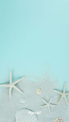 starfish, shells and seashells on the beach