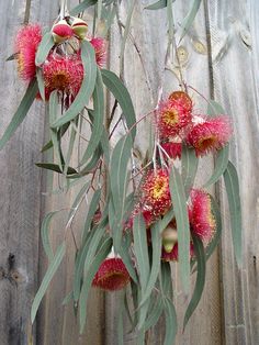 the flowers are blooming on the tree outside