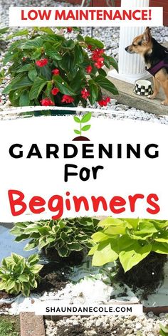 the words gardening for beginners are in front of a photo of flowers and plants