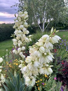 white flowers are blooming in the garden