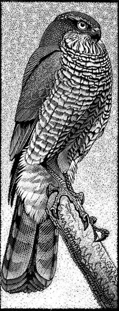 an owl sitting on top of a tree branch next to a pencil drawing or engraving