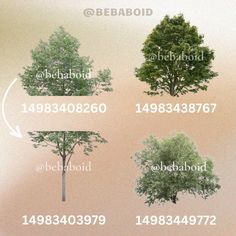 four different types of trees are shown in this graphic above the image is an info sheet