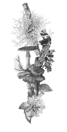 a black and white photo of mushrooms, plants and other things on a table top