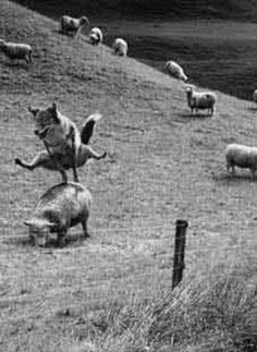 an animal jumping up into the air in front of sheep