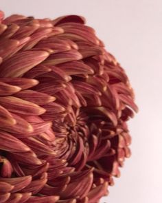 a close up view of some red flowers