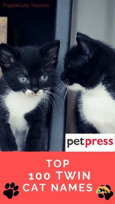 two black and white kittens looking at each other with the caption top 10 twin cat names