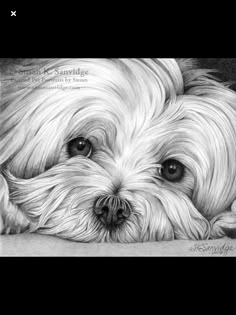 a drawing of a white dog laying down