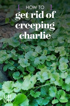 green plants with the words how to get rid of creeping charlie