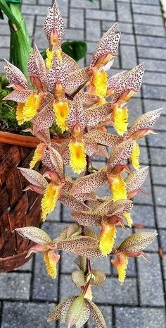 a plant with yellow flowers in a pot on a brick walkway next to a sidewalk