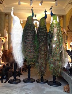 three different colored peacocks on display in a room with many other animals around them