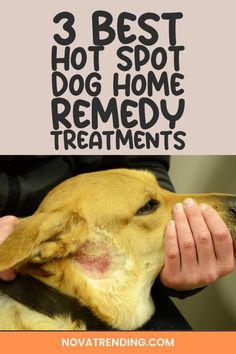 a dog is being held by its owner with the words, 3 best hot spot dog home remedy treatments