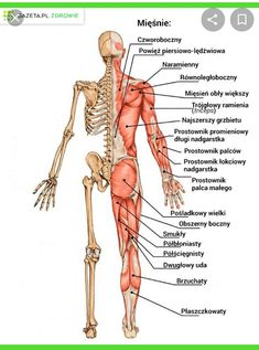 the human skeleton and its major skeletal systems is shown in this diagram, with labels on each