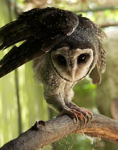 an owl perched on top of a tree branch