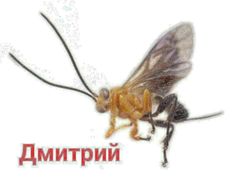 a close up of a bee on a white background with the words in russian below it