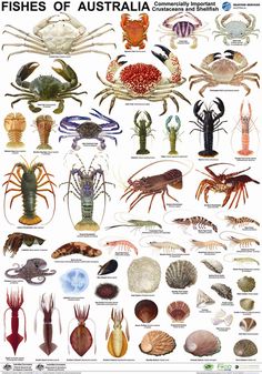 an illustrated poster with different types of sea animals and their names, including lobsters, crabs